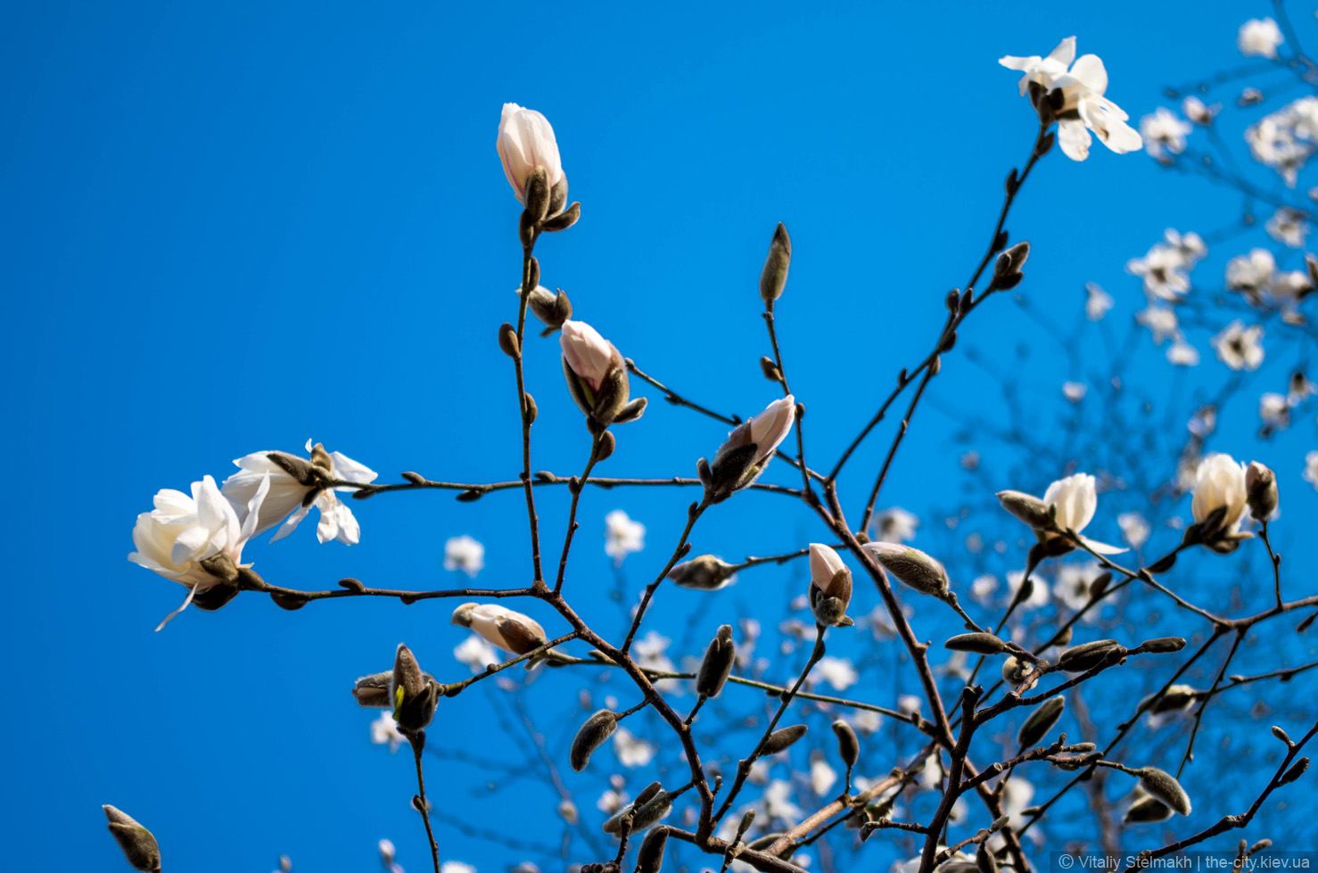 Когда цветут магнолии в Киеве