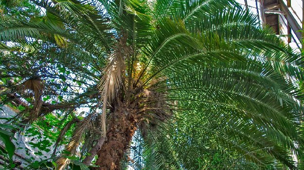 Экскурсия в оранжерею Фомина