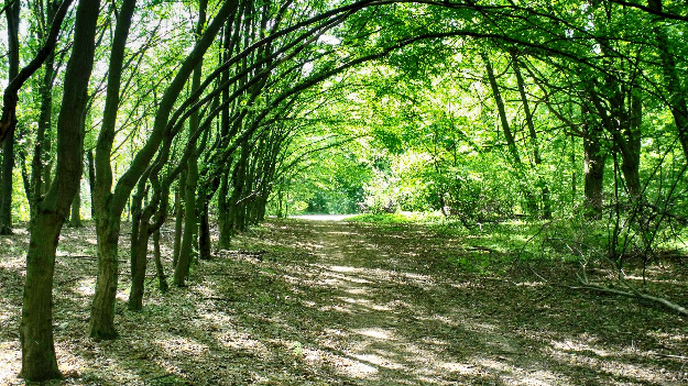 Екскурсійна прогулянка 