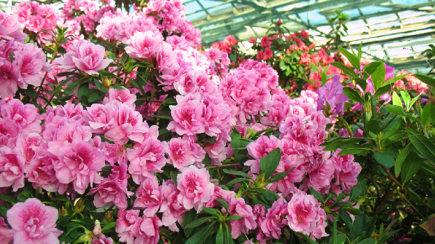 Экскурсия в оранжерею ботсада Гришко