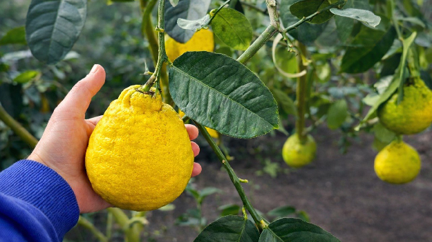 Автобусная экскурсия 