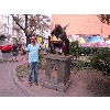 Воробей интеллигент (фото 3)