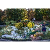 Выставка хризантем 2014 (фото 5)