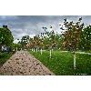Зацвела сакура, парк Киото (фото)