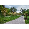 Зацвела сакура, парк Киото (фото)